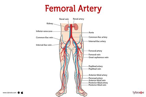 Femoral Artery (Human Anatomy): Image, Functions, Diseases and Treatments