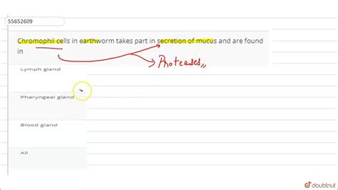 Chromophil cells in earthworm takes part in secretion of mucus and are found in - YouTube