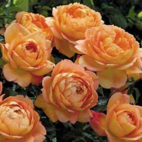 An Orange Rose - Horticulture