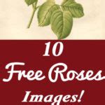 15 Free Vintage Roses Images - Gorgeous! - The Graphics Fairy