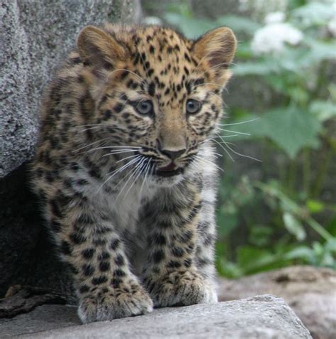 Cubs Meet World: Amur Leopard Cubs Enter Exhibit for the First Time ...