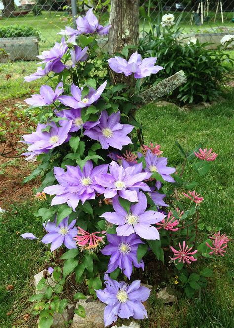 purple clematis and climbing honeysuckle. Knoxville, TN | Purple clematis, Clematis, Plants