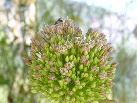 Allium ampeloprasum (Elephant Garlic, Leek, Leeks) | North Carolina ...