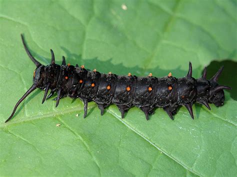 Pipevine Swallowtail — wisconsinbutterflies.org