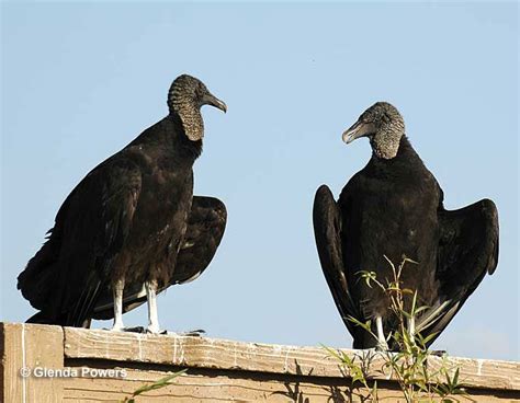 Vulture Symbolism & Meaning [Everything You Need to Know]