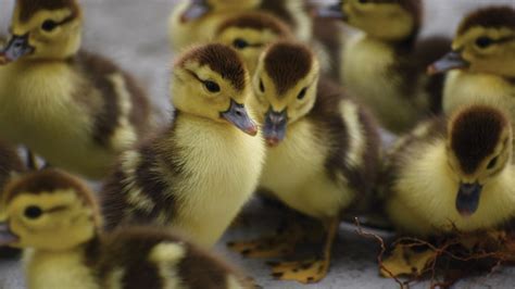 A Complete Guide To Muscovy Duck Care - The Garden Magazine