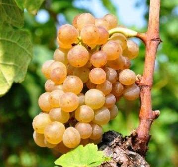 Muscat Wine Grapes, Flavor, Character, History, Wine Food Pairings