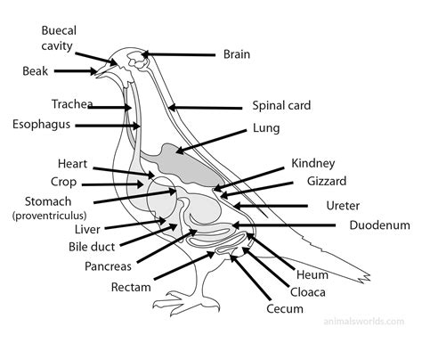 Internals birds anatomy, internal parts of a bird with internal anatomy diagram