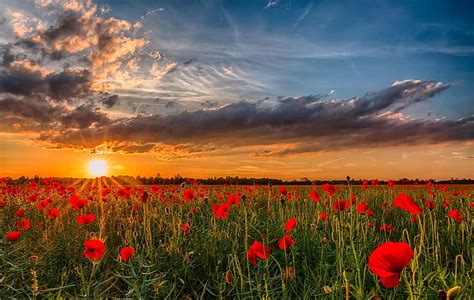 HD wallpaper: red poppy flower field, the sun, sunset, flowers, nature, photo | Wallpaper Flare