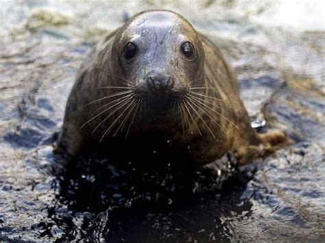 Walk of the month: Orkney | Scottish animals, Animals, Seal pup