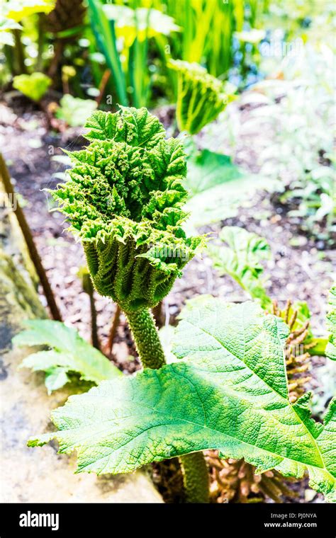 Gunnera tinctoria, giant rhubarb, Chilean rhubarb, Chilean rhubarb plant, plant, plants, leaves ...