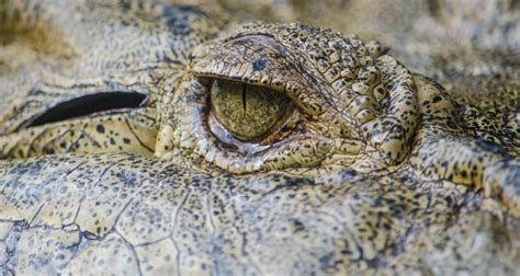 10 Incredible Facts About Crocodile Eyes - Africa Freak