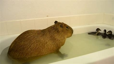 Can You Bathe a Capybara? - Capybara Tips