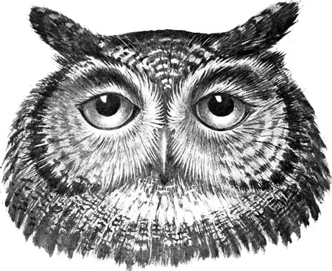 Bergziege Owl Clipart