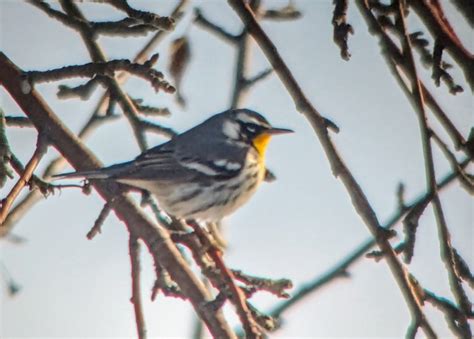 Utah Bird Records Committee - Sighting Record