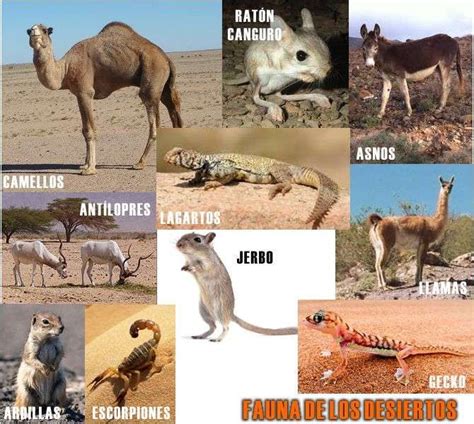 Gecko, Fauna, Camel, Wildlife, Animals, Isabella, Ideas Para, Interior ...