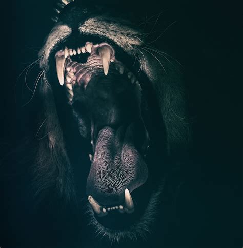 HD wallpaper: brown and black lion art, teeth, roar, fear, angry, roaring, strength | Wallpaper ...