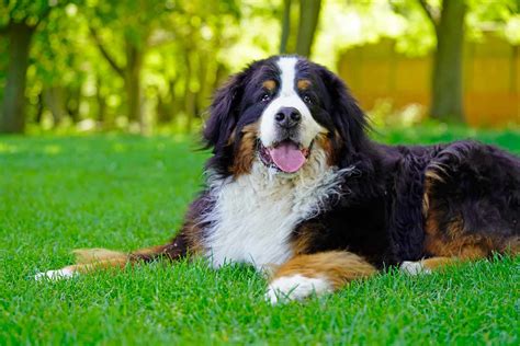 Top 44 Cutest Bernese Mountain Dog Mixes Of All Time