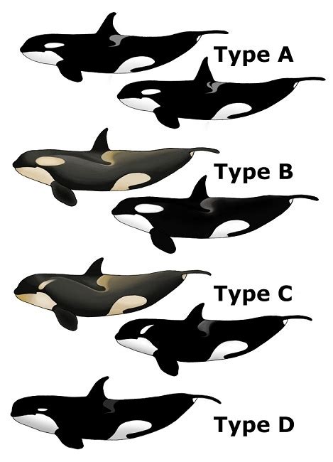 Type-D Orca: A New Species of Killer Whale?