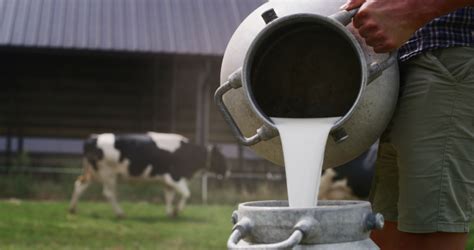 Cow Livestock on the Farm image - Free stock photo - Public Domain ...