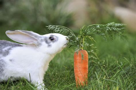 What Do Baby Bunnies Eat? - Feeding Nature