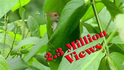 Tailorbird building Nest - YouTube