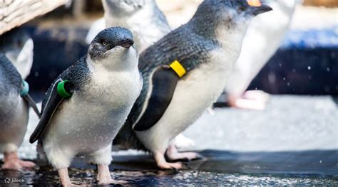 Little Penguin Experience at Melbourne Zoo - Klook