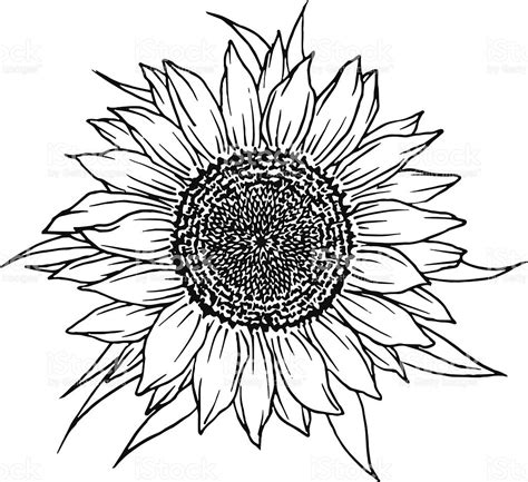 Sunflower Outline Drawing : Sunflower Drawing Black And White at GetDrawings | Free ..., We have ...