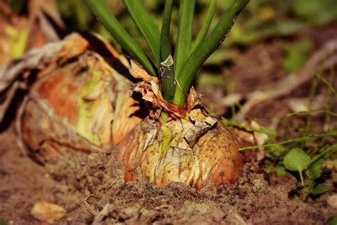 Onion Growing Tips, Tricks, and Secrets | Gardening Tips