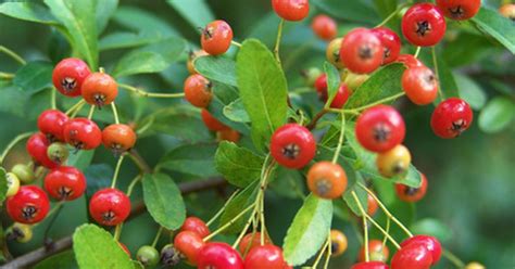 Types of red berry trees | eHow UK