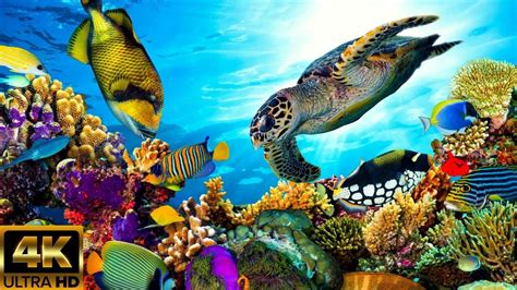 1 Hour Coral Reef Aquarium in 4K 🐠 Screensaver + Relaxation Music Mindfulness - YouTube