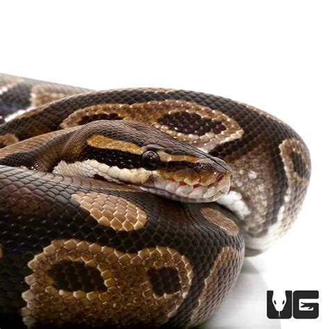 Ball Pythons For Sale - Underground Reptiles