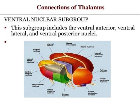 Thalamus