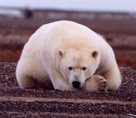 File:Polar Bear.jpg - 維基百科，自由的百科全書