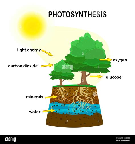 Photosynthesis diagram. Process of plant produce oxygen. Photosynthesis ...