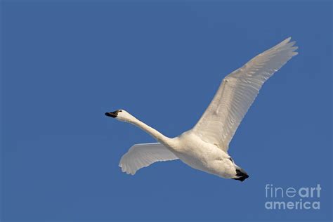 Tundra Swan in Flight Photograph by Delmas Lehman - Pixels