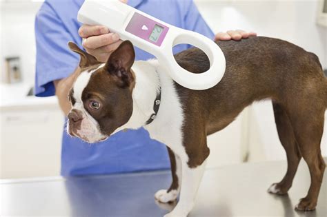 How Do I Register My Dogs Microchip