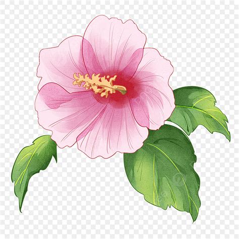 Malay National Flower PNG, Vector, PSD, and Clipart With Transparent ...