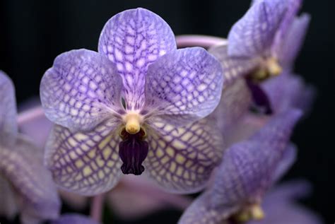 Maria's Orchids: A classic blue orchid: Vanda Pachara Delight