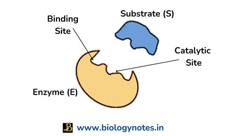 What is Active Site of Enzyme - Definition and Function - Biology Notes