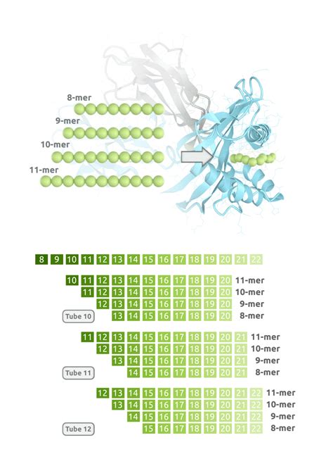 T cell Epitope Mapping | Pure Protein, LLC