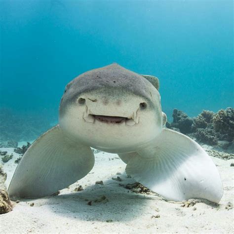 Adorable looking Leopard Shark | Happy shark, Shark pictures, Cute shark