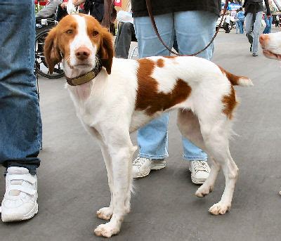 Dog Breed Gallery: Brittany Spaniel Hunting Dog