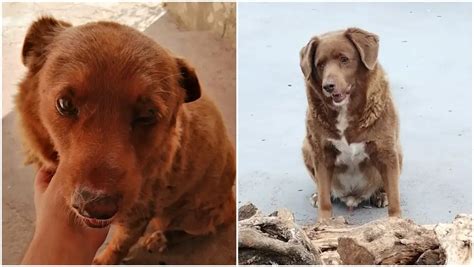 30-year-old pup Bobi sets new world record for oldest living dog