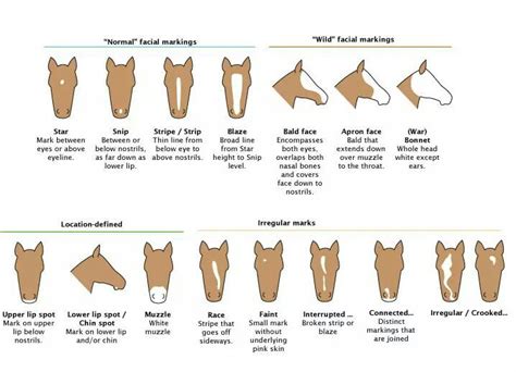 Horse Facial Markings