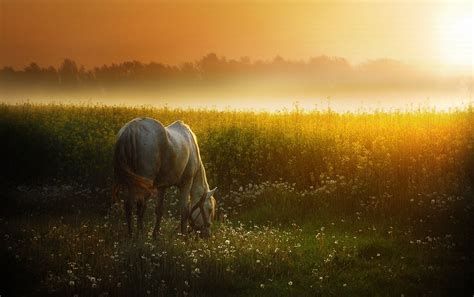 Sunset Meadow & White Horse Wallpapers - White Horse Sunset - 1280x804 Wallpaper - teahub.io