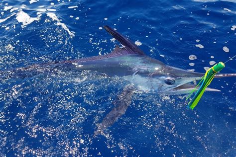 How to Fish for Marlin: The Complete Guide