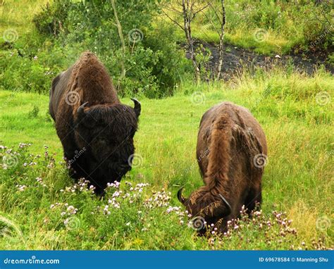 Grazing Bison stock photo. Image of roaming, animal, beasts - 69678584