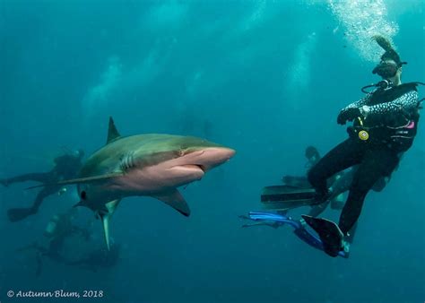 Shark diving in Florida - what you need to know