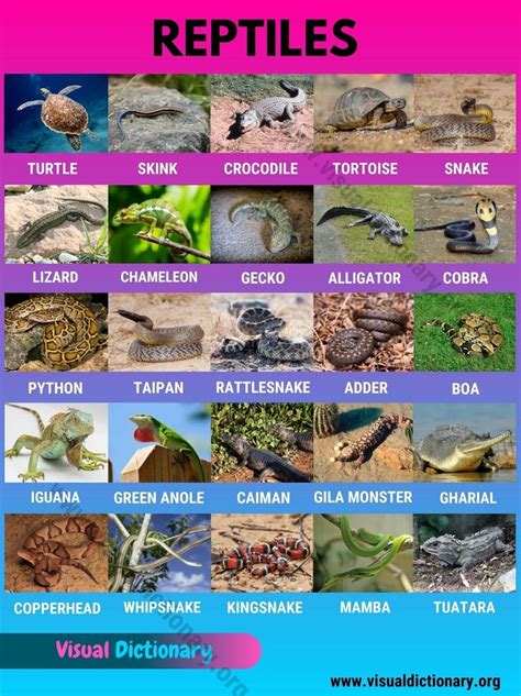 Reptiles: Helpful List of 27 Names of Reptiles in English - Visual ...